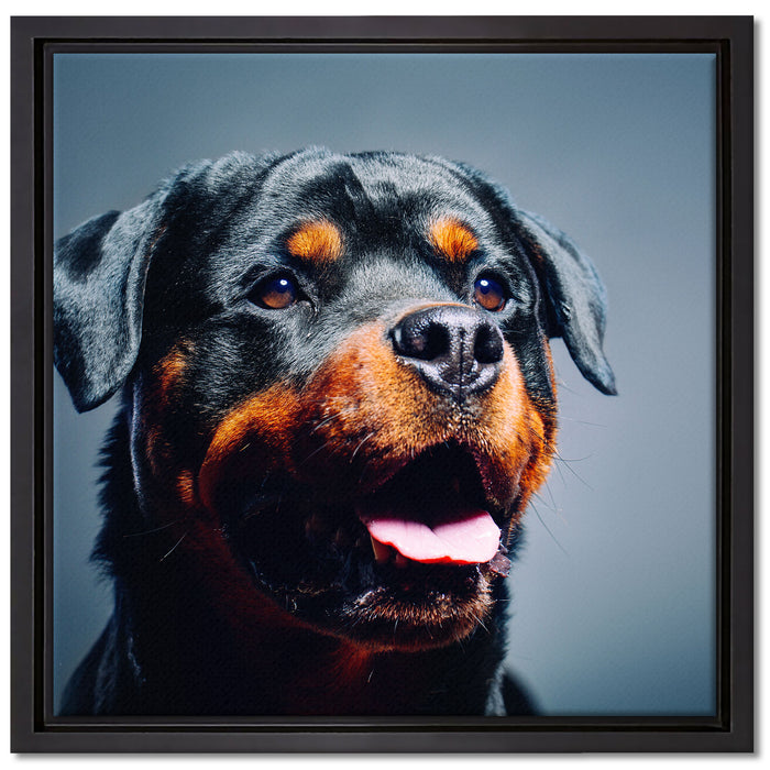 Treuer Rottweiler auf Leinwandbild Quadratisch gerahmt Größe 40x40