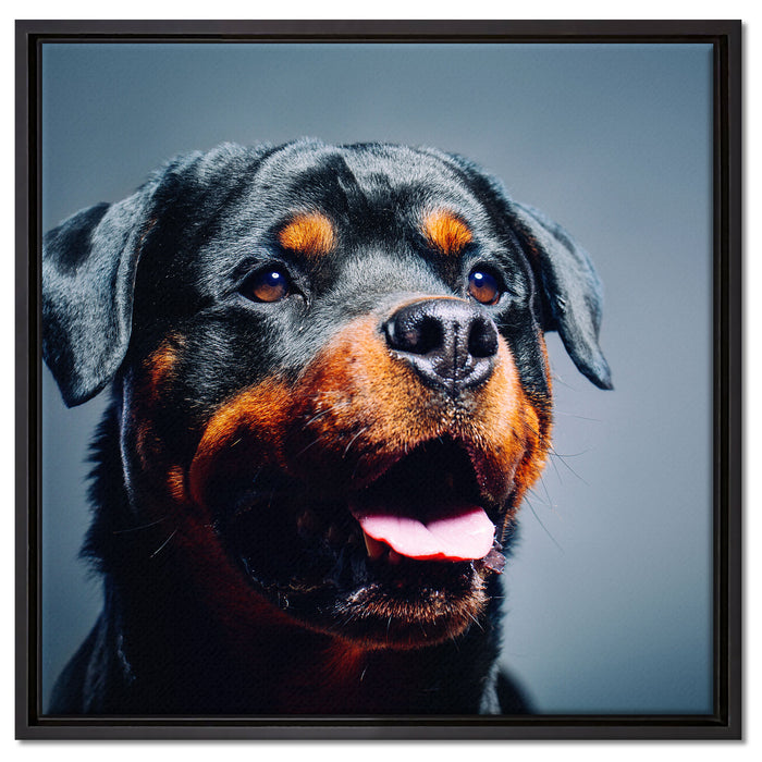 Treuer Rottweiler auf Leinwandbild Quadratisch gerahmt Größe 60x60