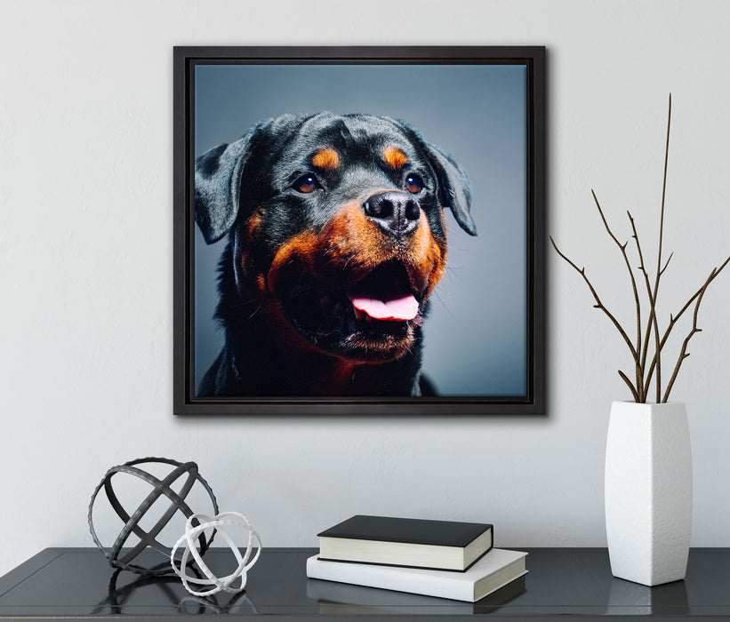 Treuer Rottweiler  auf Leinwandbild Quadratisch gerahmt mit Kirschblüten
