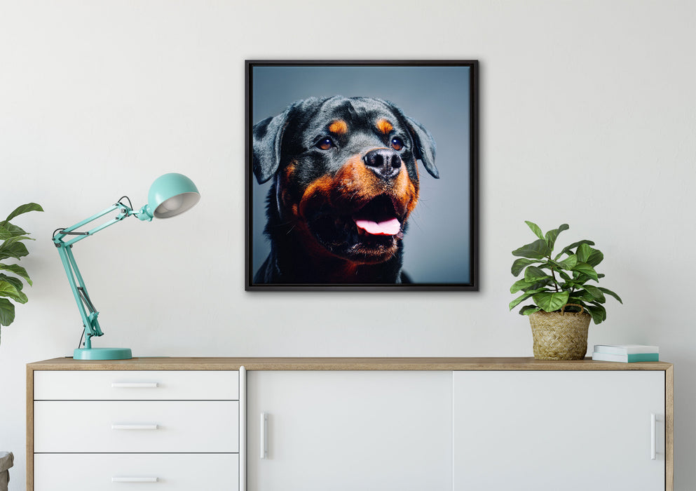 Treuer Rottweiler auf Leinwandbild gerahmt Quadratisch verschiedene Größen im Wohnzimmer