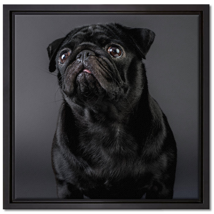 Süßer schwarzer Mops auf Leinwandbild Quadratisch gerahmt Größe 40x40