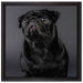 Süßer schwarzer Mops auf Leinwandbild Quadratisch gerahmt Größe 40x40