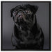 Süßer schwarzer Mops auf Leinwandbild Quadratisch gerahmt Größe 70x70