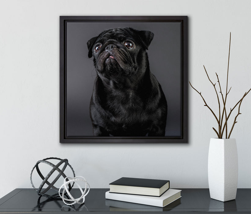 Süßer schwarzer Mops  auf Leinwandbild Quadratisch gerahmt mit Kirschblüten