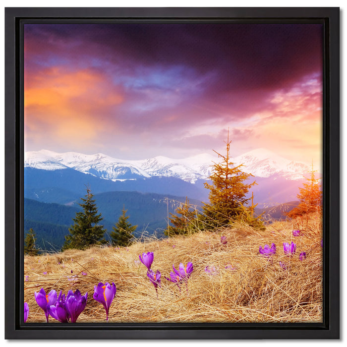 Krokusse auf Hochalmwiese in Alpen auf Leinwandbild Quadratisch gerahmt Größe 40x40