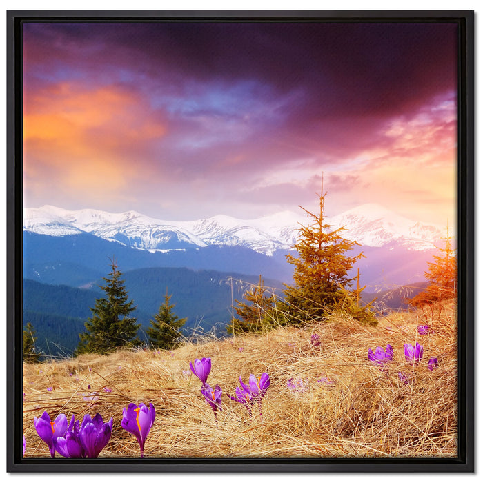 Krokusse auf Hochalmwiese in Alpen auf Leinwandbild Quadratisch gerahmt Größe 70x70