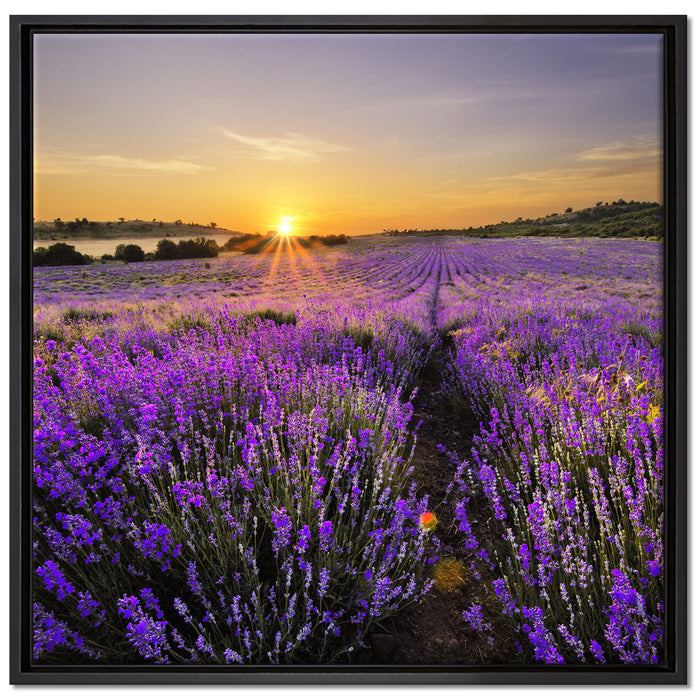 Lavendelfeld in Frankreich auf Leinwandbild Quadratisch gerahmt Größe 70x70