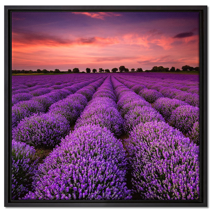 Wunderschöne Lavendel Provence auf Leinwandbild Quadratisch gerahmt Größe 60x60