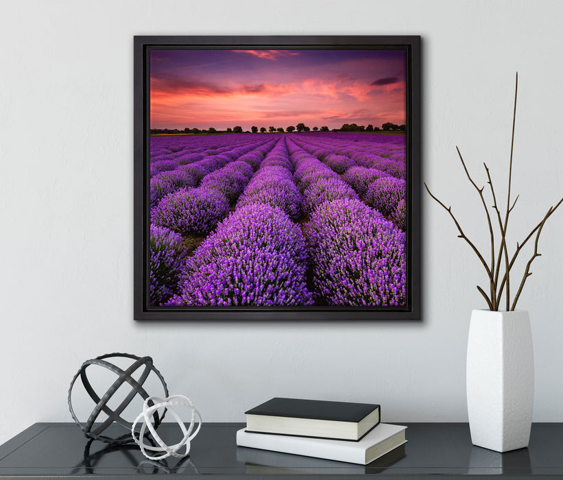 Wunderschöne Lavendel Provence  auf Leinwandbild Quadratisch gerahmt mit Kirschblüten