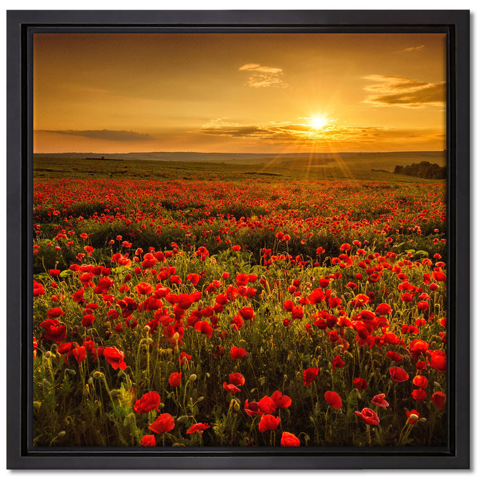 Mohnblütenfeld bei Sonnenuntergang auf Leinwandbild Quadratisch gerahmt Größe 40x40