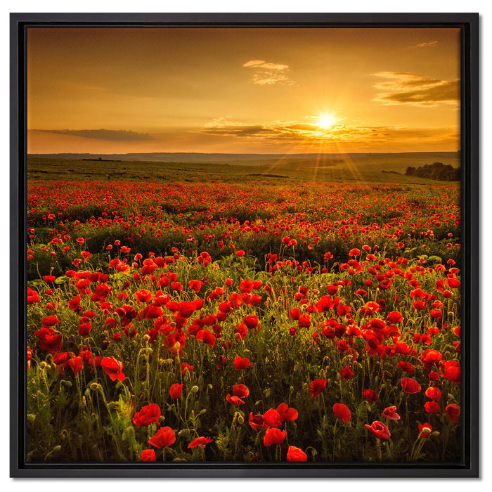 Mohnblütenfeld bei Sonnenuntergang auf Leinwandbild Quadratisch gerahmt Größe 60x60