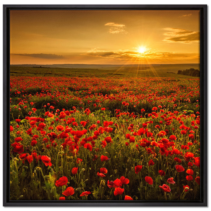 Mohnblütenfeld bei Sonnenuntergang auf Leinwandbild Quadratisch gerahmt Größe 70x70