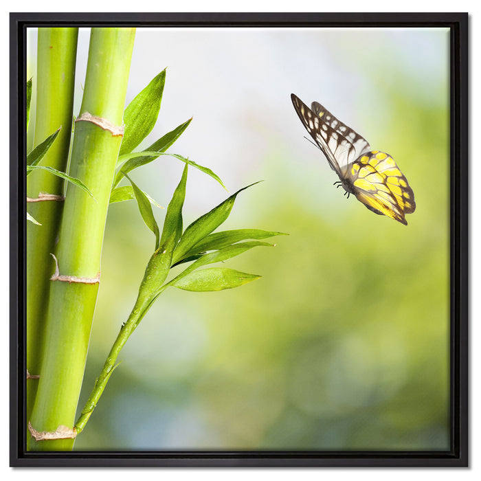 Bambus mit Schmetterling auf Leinwandbild Quadratisch gerahmt Größe 60x60