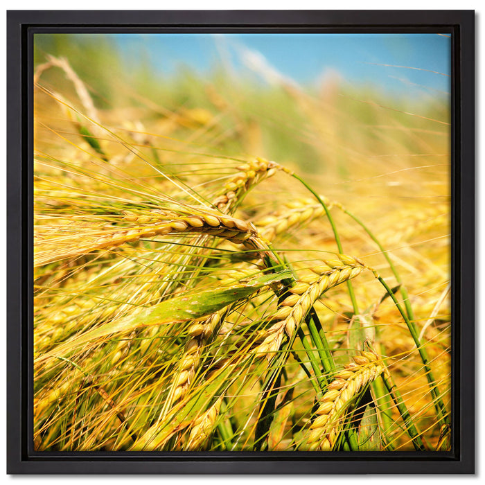 Goldene Getreide Ären auf Leinwandbild Quadratisch gerahmt Größe 40x40