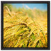 Goldene Getreide Ären auf Leinwandbild Quadratisch gerahmt Größe 40x40