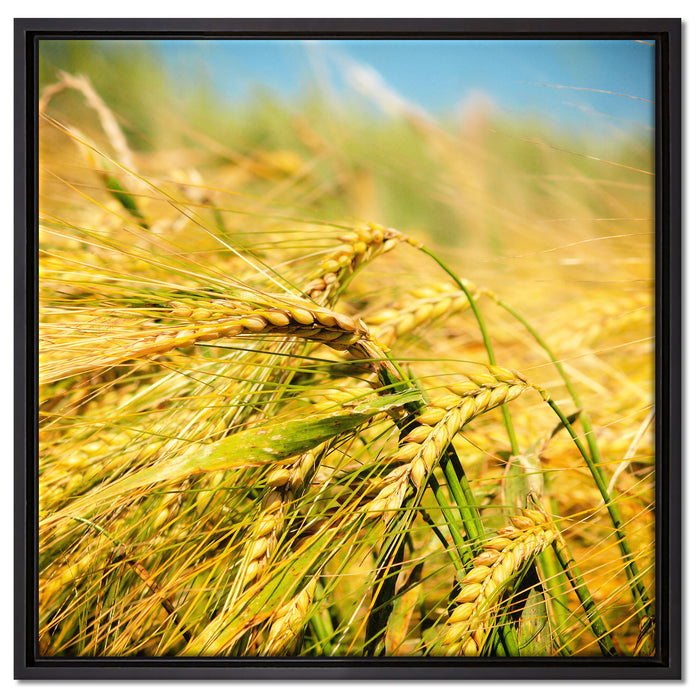 Goldene Getreide Ären auf Leinwandbild Quadratisch gerahmt Größe 60x60