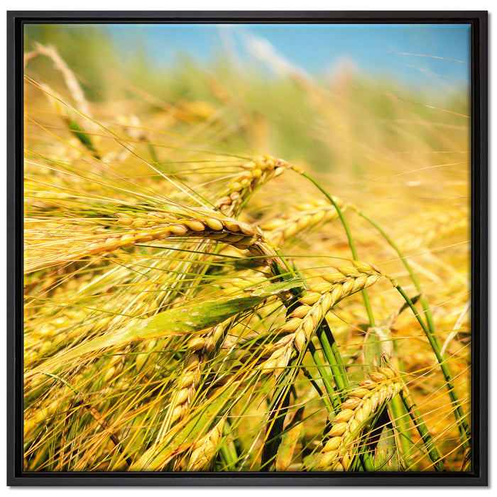 Goldene Getreide Ären auf Leinwandbild Quadratisch gerahmt Größe 70x70