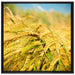 Goldene Getreide Ären auf Leinwandbild Quadratisch gerahmt Größe 70x70