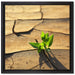 Keimling in ausgetrocknetem Boden auf Leinwandbild Quadratisch gerahmt Größe 40x40