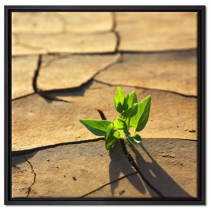 Keimling in ausgetrocknetem Boden auf Leinwandbild Quadratisch gerahmt Größe 60x60