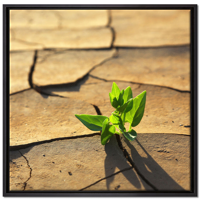 Keimling in ausgetrocknetem Boden auf Leinwandbild Quadratisch gerahmt Größe 70x70