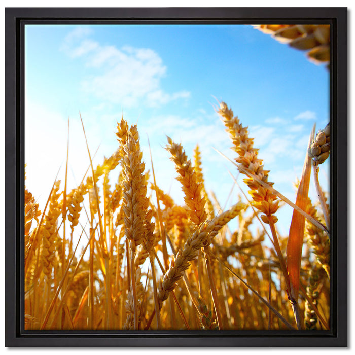Getreide im Sonnenschein auf Leinwandbild Quadratisch gerahmt Größe 40x40