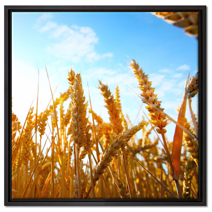 Getreide im Sonnenschein auf Leinwandbild Quadratisch gerahmt Größe 60x60