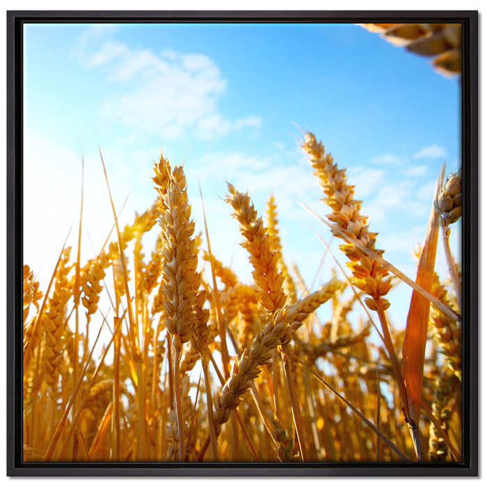Getreide im Sonnenschein auf Leinwandbild Quadratisch gerahmt Größe 70x70