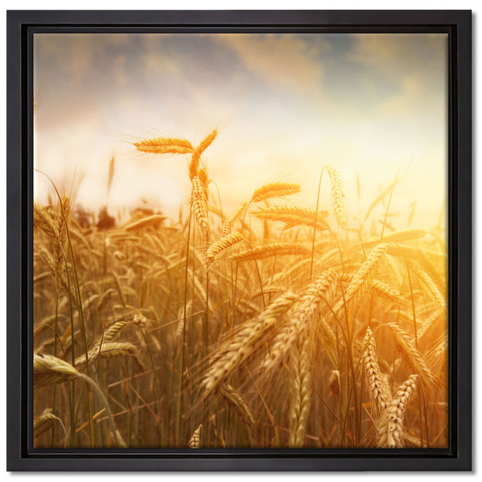 Getreide im Sonnenlicht auf Leinwandbild Quadratisch gerahmt Größe 40x40