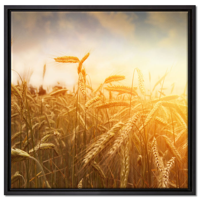 Getreide im Sonnenlicht auf Leinwandbild Quadratisch gerahmt Größe 60x60