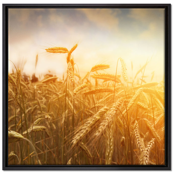 Getreide im Sonnenlicht auf Leinwandbild Quadratisch gerahmt Größe 70x70