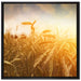 Getreide im Sonnenlicht auf Leinwandbild Quadratisch gerahmt Größe 70x70