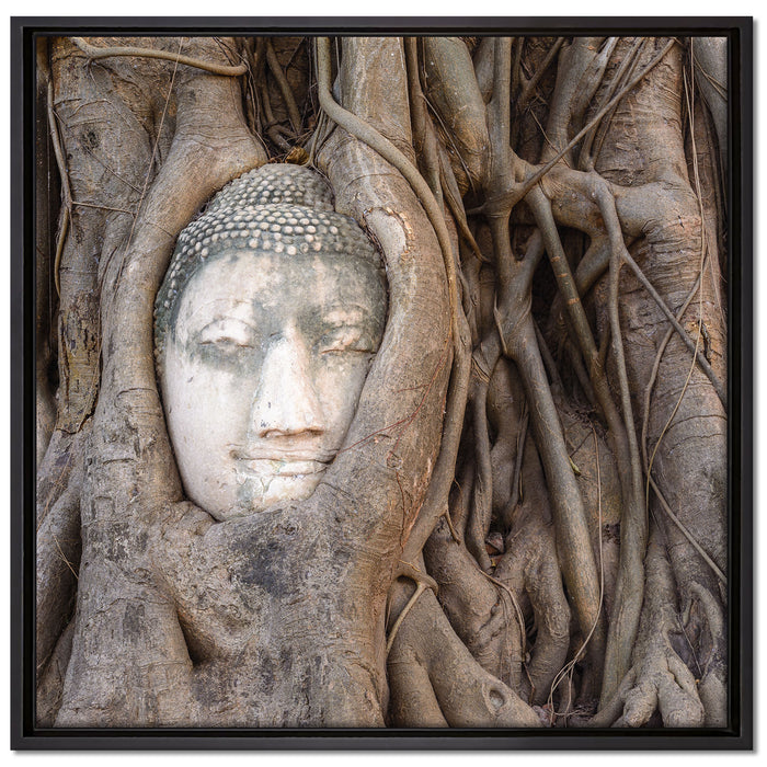 Buddha Kopf im Baum auf Leinwandbild Quadratisch gerahmt Größe 70x70