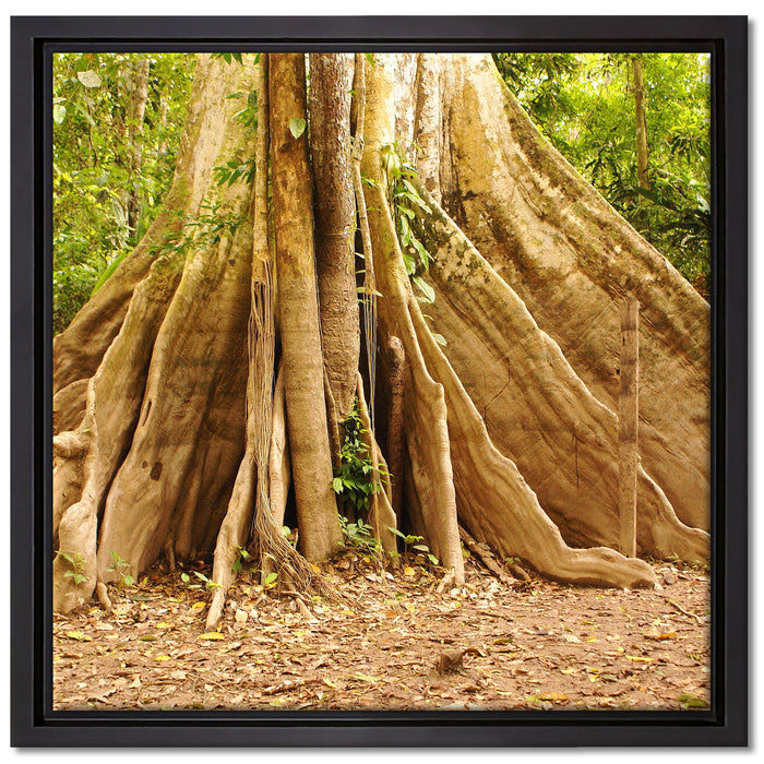 Mächtiger Urwald Baum auf Leinwandbild Quadratisch gerahmt Größe 40x40
