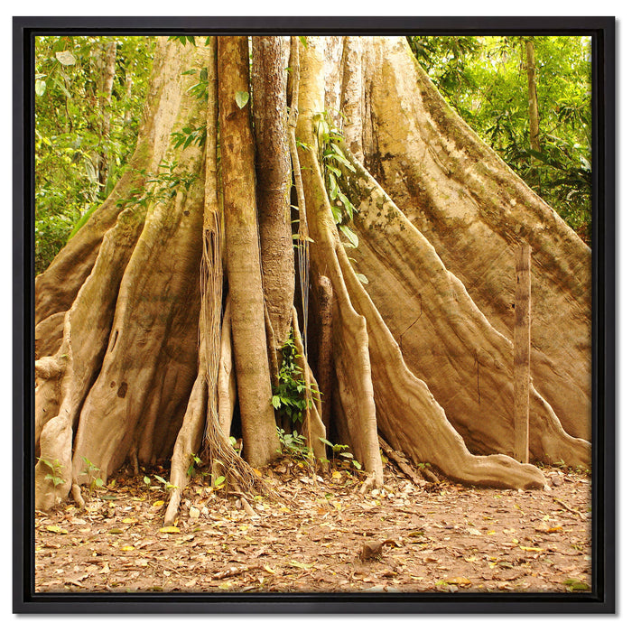 Mächtiger Urwald Baum auf Leinwandbild Quadratisch gerahmt Größe 60x60
