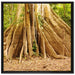 Mächtiger Urwald Baum auf Leinwandbild Quadratisch gerahmt Größe 70x70