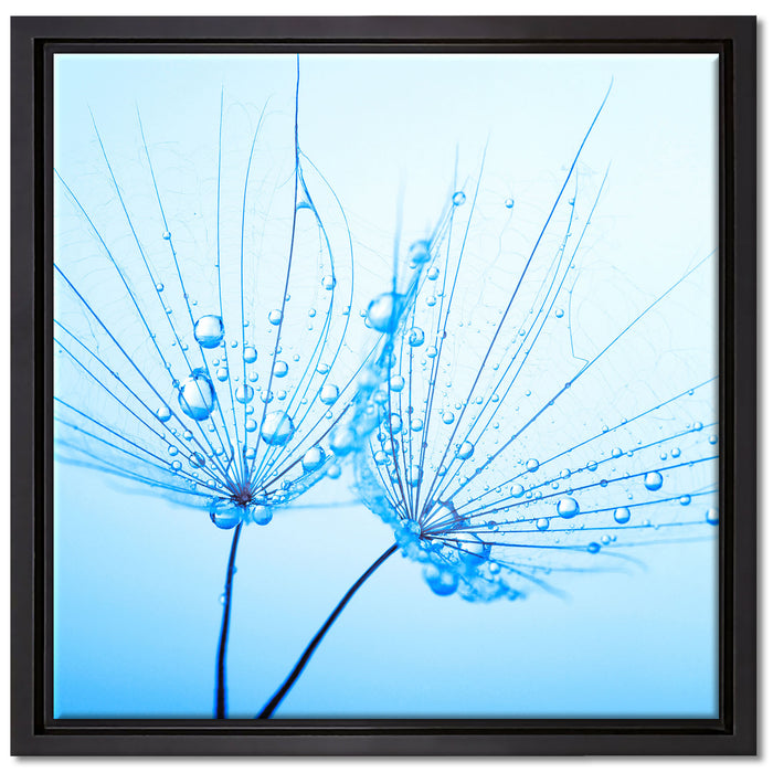 Pusteblumen mit Tautropfen auf Leinwandbild Quadratisch gerahmt Größe 40x40