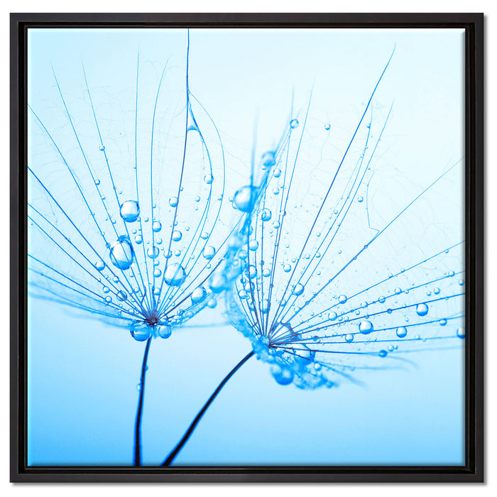 Pusteblumen mit Tautropfen auf Leinwandbild Quadratisch gerahmt Größe 60x60