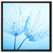 Pusteblumen mit Tautropfen auf Leinwandbild Quadratisch gerahmt Größe 60x60