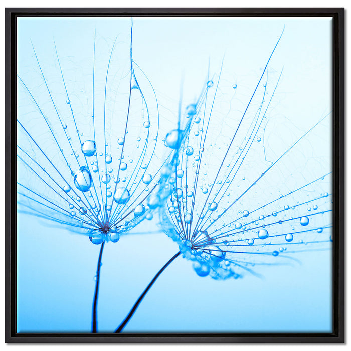 Pusteblumen mit Tautropfen auf Leinwandbild Quadratisch gerahmt Größe 70x70