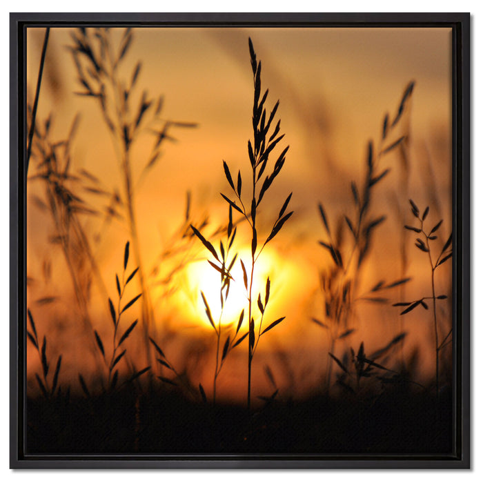 Gras bei Sonnenuntergang auf Leinwandbild Quadratisch gerahmt Größe 60x60