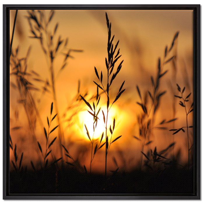 Gras bei Sonnenuntergang auf Leinwandbild Quadratisch gerahmt Größe 70x70