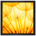 Pusteblumen oranges Licht auf Leinwandbild Quadratisch gerahmt Größe 40x40