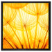 Pusteblumen oranges Licht auf Leinwandbild Quadratisch gerahmt Größe 60x60