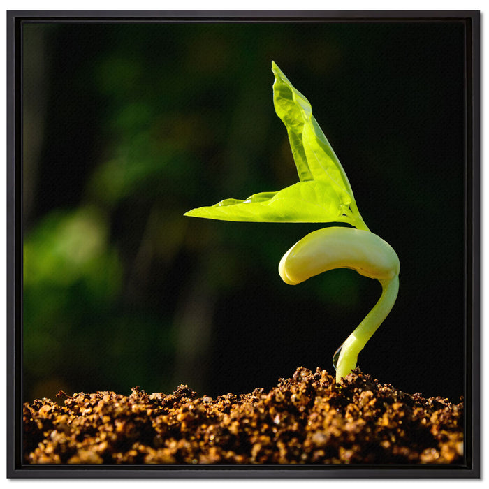 Kleiner grüner Keimling auf Leinwandbild Quadratisch gerahmt Größe 70x70