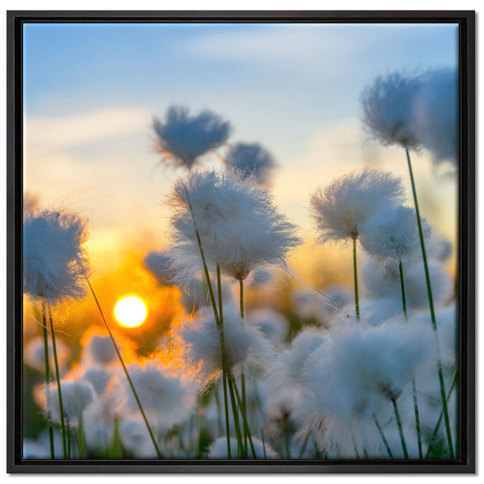 Baumwollblüten im Sonnenuntergang auf Leinwandbild Quadratisch gerahmt Größe 70x70