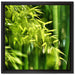 Bambus mit Blättern auf Leinwandbild Quadratisch gerahmt Größe 40x40
