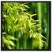Bambus mit Blättern auf Leinwandbild Quadratisch gerahmt Größe 70x70