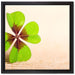 Glücks Kleeblatt mit 4 Blättern auf Leinwandbild Quadratisch gerahmt Größe 40x40