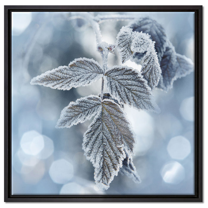 Blätter im Winter Morgenfrost auf Leinwandbild Quadratisch gerahmt Größe 60x60